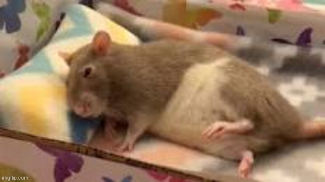 le raton | made w/ Imgflip meme maker