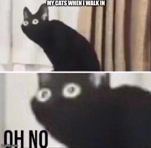 and this is when they knew | MY CATS WHEN I WALK IN | image tagged in oh no cat | made w/ Imgflip meme maker