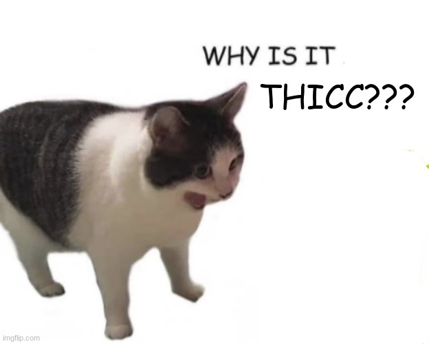 cat screaming | THICC??? | image tagged in cat screaming | made w/ Imgflip meme maker