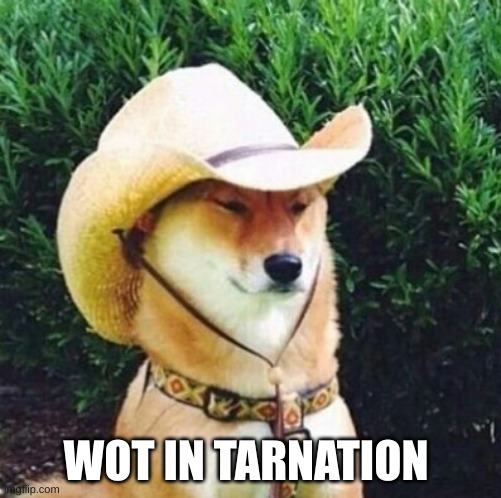 Wot in Tarnation Dog | WOT IN TARNATION | image tagged in wot in tarnation dog | made w/ Imgflip meme maker