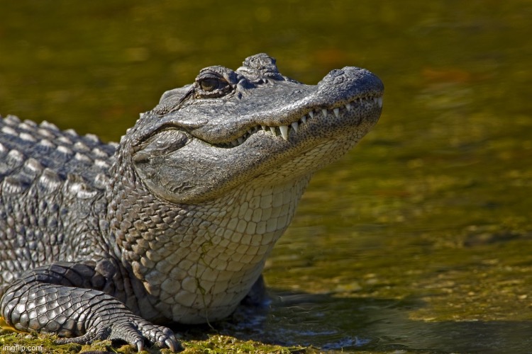 Laughing Alligator | image tagged in laughing alligator | made w/ Imgflip meme maker