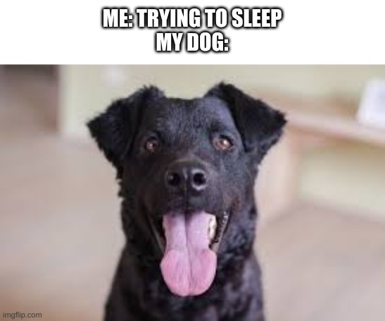For real | ME: TRYING TO SLEEP
MY DOG: | image tagged in dog | made w/ Imgflip meme maker