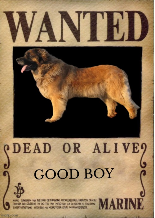 One piece wanted poster template | GOOD BOY | image tagged in one piece wanted poster template | made w/ Imgflip meme maker