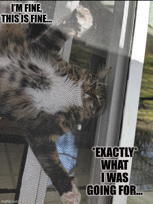 *Totally* Fine | I’M FINE, THIS IS FINE…; *EXACTLY* WHAT I WAS GOING FOR… | image tagged in cats,funny memes,funny cat memes,that's just silly cat,funny cats | made w/ Imgflip meme maker