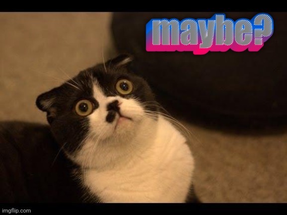 Cat Maybe | image tagged in cat maybe | made w/ Imgflip meme maker