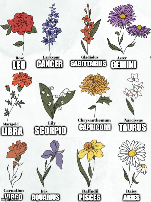 ZODIAC FLOWERS | SAGITTARIUS; CANCER; GEMINI; LEO; SCORPIO; TAURUS; CAPRICORN; LIBRA; AQUARIUS; PISCES; VIRGO; ARIES | image tagged in zodiac signs,zodiac,flowers | made w/ Imgflip meme maker