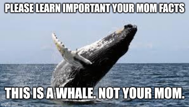 Important yourmom facts | PLEASE LEARN IMPORTANT YOUR MOM FACTS; THIS IS A WHALE. NOT YOUR MOM. | image tagged in whale,facts,your mom | made w/ Imgflip meme maker