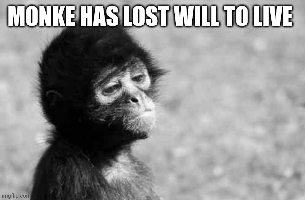 Sad monkey | MONKE HAS LOST WILL TO LIVE | image tagged in sad monkey | made w/ Imgflip meme maker