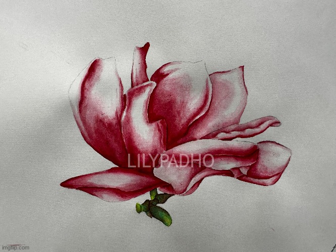 Magnolia flower watercolor I did at school | LILYPADHO | image tagged in watercolor,flower | made w/ Imgflip meme maker