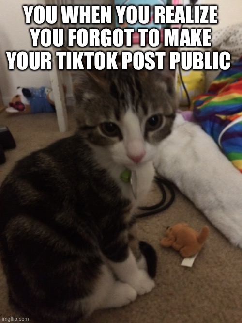 YOU WHEN YOU REALIZE YOU FORGOT TO MAKE YOUR TIKTOK POST PUBLIC | image tagged in kitty | made w/ Imgflip meme maker