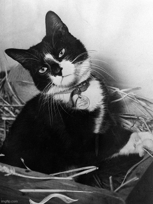 Simon, The cat who help The Second world war | image tagged in ww2 | made w/ Imgflip meme maker