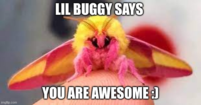 cute buggy. | LIL BUGGY SAYS; YOU ARE AWESOME :) | image tagged in memes | made w/ Imgflip meme maker