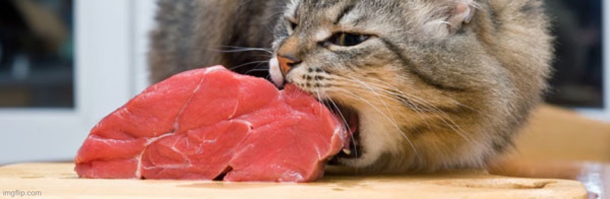 cat eating meat | image tagged in cat eating meat | made w/ Imgflip meme maker
