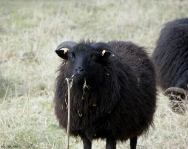 Black sheep | image tagged in black sheep | made w/ Imgflip meme maker