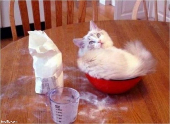 kitten flour | image tagged in kitten flour | made w/ Imgflip meme maker