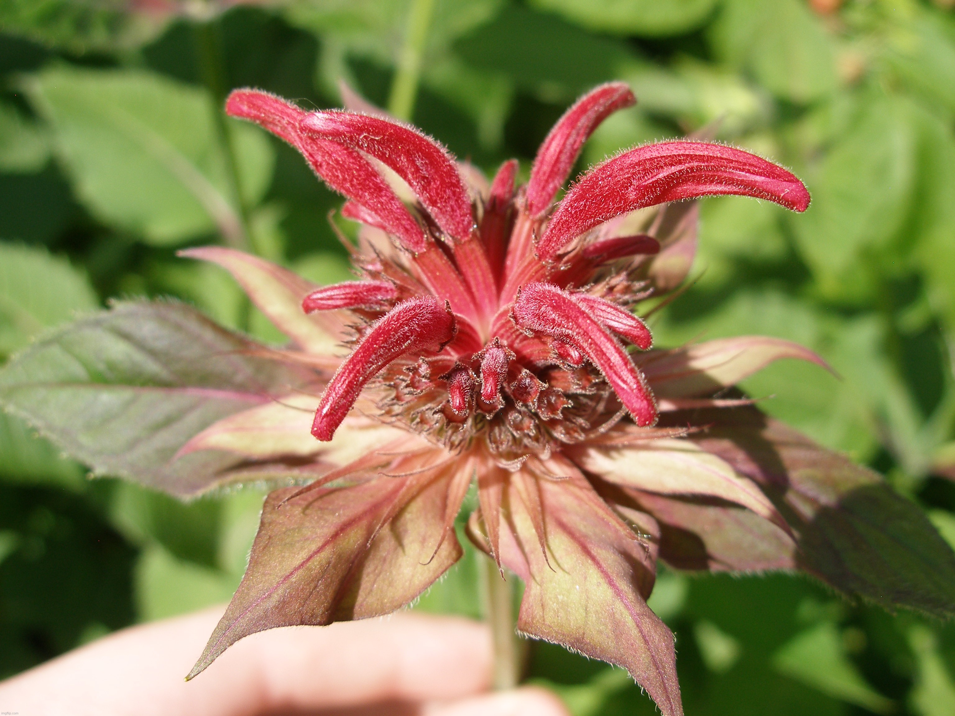 A picture of a Scarlet Beebalm that I took last year | image tagged in share your own photos | made w/ Imgflip meme maker