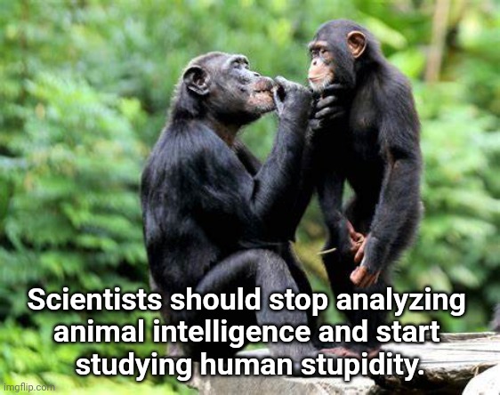 Study Human Stupidity | Scientists should stop analyzing 
animal intelligence and start 
studying human stupidity. | image tagged in stupidity,animals,intelligence | made w/ Imgflip meme maker