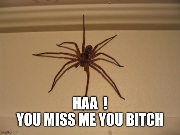Scumbag Spider | HAA  !
YOU MISS ME YOU BITCH | image tagged in scumbag spider | made w/ Imgflip meme maker