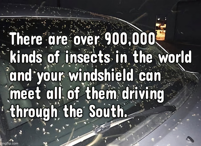 Bugs in the South | image tagged in insects,cars,southern | made w/ Imgflip meme maker