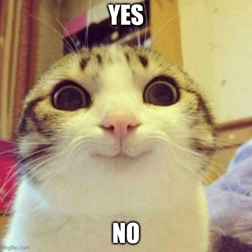k | YES; NO | image tagged in memes,smiling cat | made w/ Imgflip meme maker