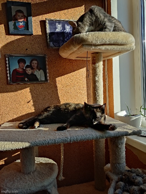 Cat | made w/ Imgflip meme maker