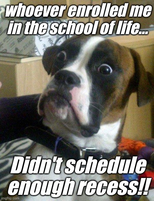 Blankie the Shocked Dog | whoever enrolled me in the school of life... Didn't schedule enough recess!! | image tagged in blankie the shocked dog | made w/ Imgflip meme maker