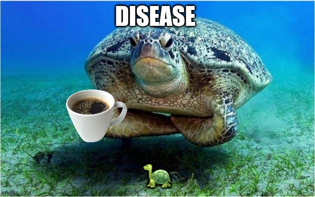 Disappointed turtle | DISEASE ? | image tagged in disappointed turtle | made w/ Imgflip meme maker