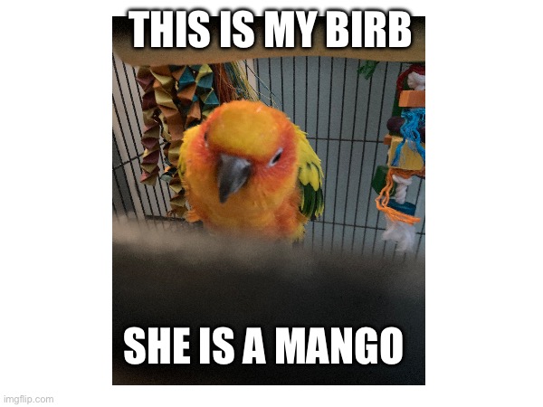 THIS IS MY BIRB; SHE IS A MANGO | made w/ Imgflip meme maker