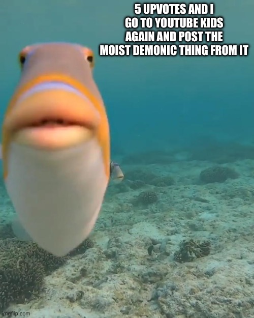 staring fish | 5 UPVOTES AND I GO TO YOUTUBE KIDS AGAIN AND POST THE MOIST DEMONIC THING FROM IT | image tagged in staring fish | made w/ Imgflip meme maker