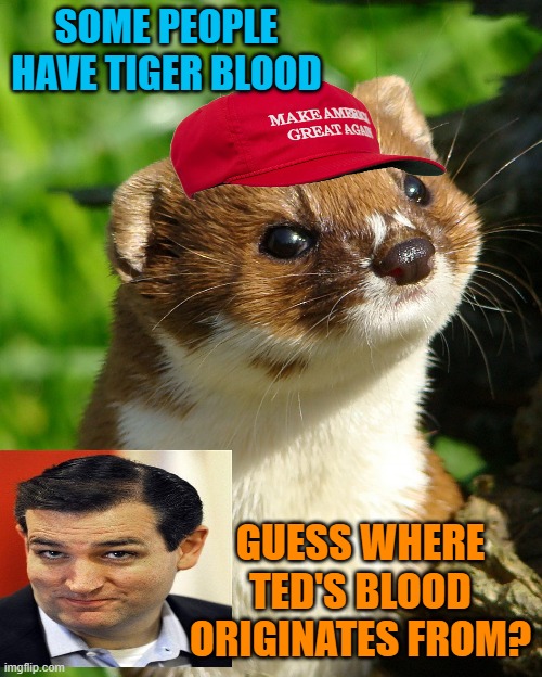 Weaselly Ted | SOME PEOPLE HAVE TIGER BLOOD GUESS WHERE TED'S BLOOD ORIGINATES FROM? | image tagged in weasel,ted cruz,sneaky,maga,politics | made w/ Imgflip meme maker