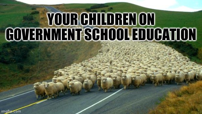 sheep | YOUR CHILDREN ON GOVERNMENT SCHOOL EDUCATION | image tagged in sheep | made w/ Imgflip meme maker
