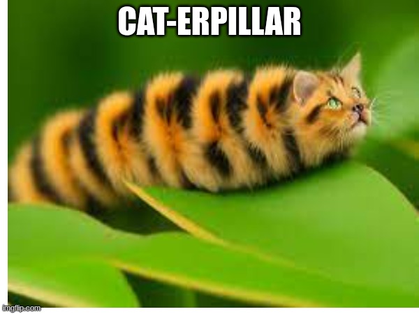 Caterpillar | CAT-ERPILLAR | image tagged in cat,caterpillar | made w/ Imgflip meme maker