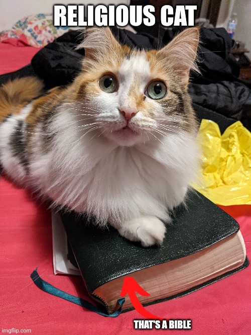 I guess she's a Christian meow | RELIGIOUS CAT; THAT'S A BIBLE | image tagged in bible,cats | made w/ Imgflip meme maker
