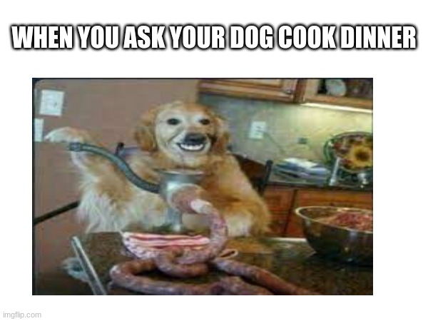 dog | WHEN YOU ASK YOUR DOG COOK DINNER | image tagged in dog memes | made w/ Imgflip meme maker