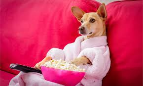 dog eating popcorn Blank Meme Template