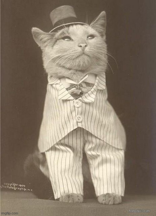 Fancy Cat | image tagged in fancy cat | made w/ Imgflip meme maker