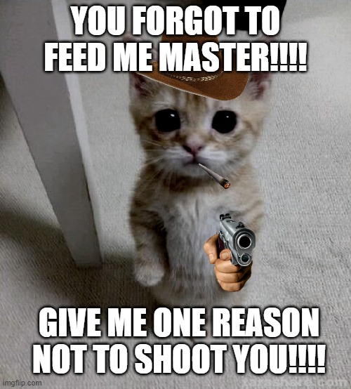 Cute Cat Meme | YOU FORGOT TO FEED ME MASTER!!!! GIVE ME ONE REASON NOT TO SHOOT YOU!!!! | image tagged in memes,cute cat | made w/ Imgflip meme maker