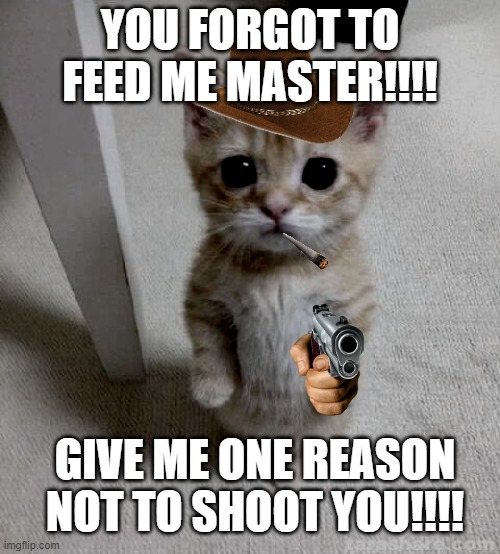 Cute Cat Meme - Imgflip