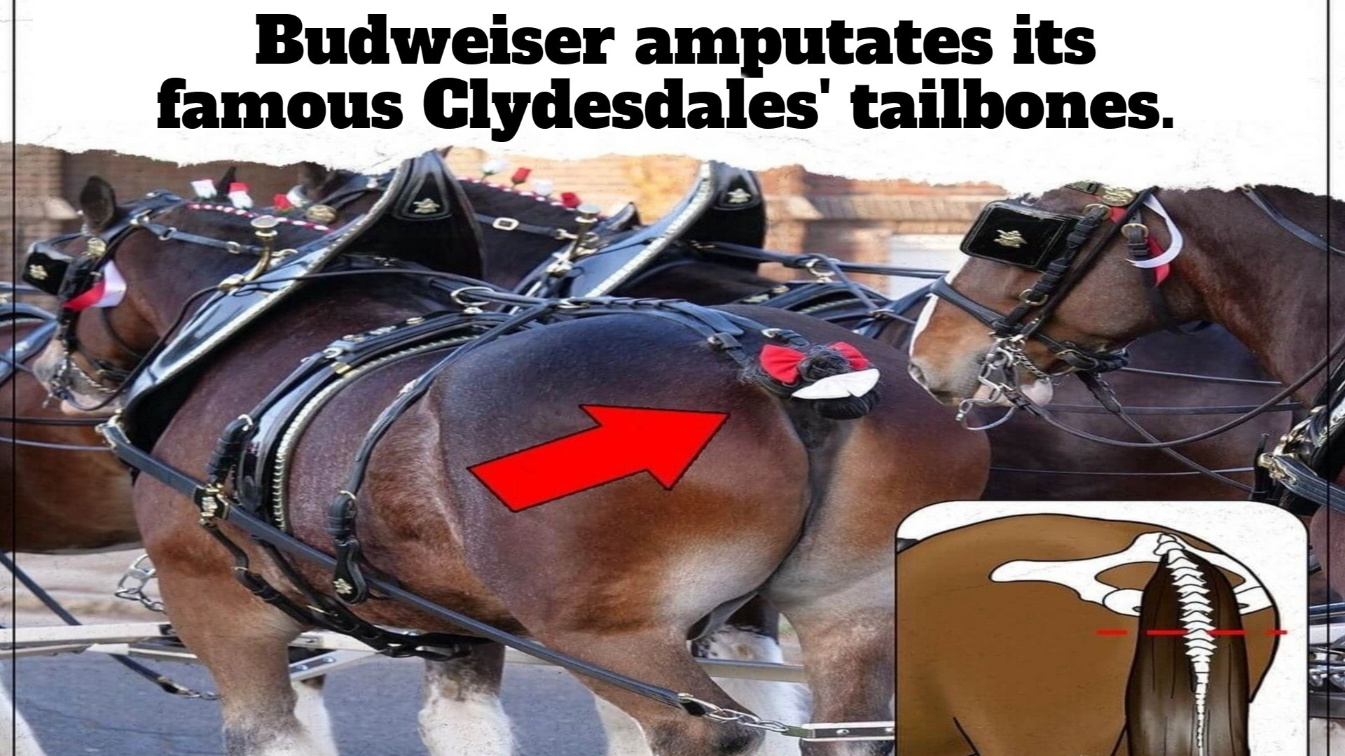 It Seems Budweiser Has a Thing for Cutting Off Appendages. | image tagged in budweiser,clydesdales,animal cruelty,animal abuse,boycott budweiser,boycott | made w/ Imgflip meme maker