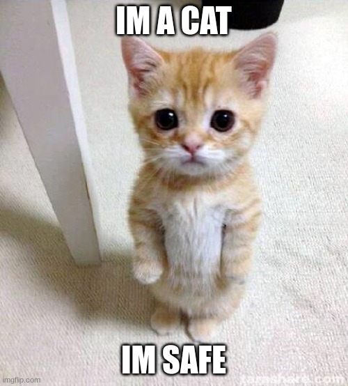 IM A CAT IM SAFE | image tagged in memes,cute cat | made w/ Imgflip meme maker