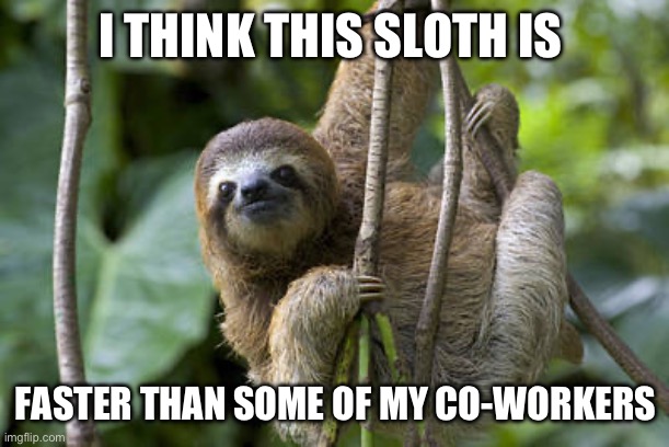 Sloth and co-workers | I THINK THIS SLOTH IS; FASTER THAN SOME OF MY CO-WORKERS | image tagged in memes,sloth,co-workers,funy memes,work | made w/ Imgflip meme maker