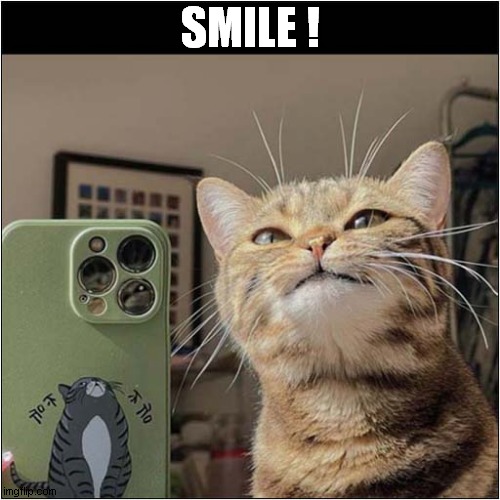 Photo Time ! | SMILE ! | image tagged in cats,photo,smile | made w/ Imgflip meme maker