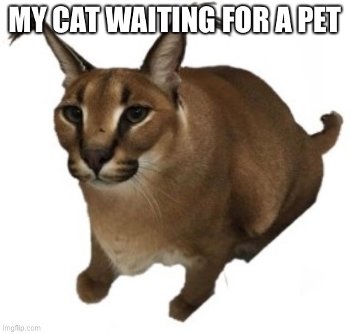 Big Floppa | MY CAT WAITING FOR A PET | image tagged in big floppa | made w/ Imgflip meme maker