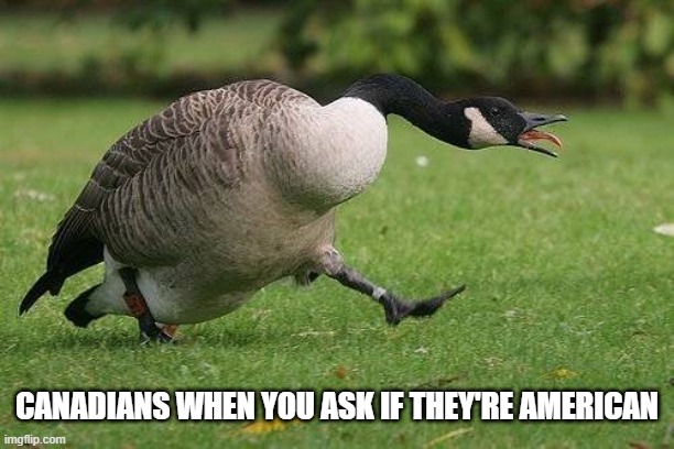 Are you an America Goose? | CANADIANS WHEN YOU ASK IF THEY'RE AMERICAN | image tagged in angry canada goose | made w/ Imgflip meme maker