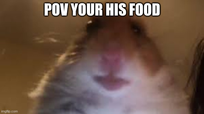 facetime hamster | POV YOUR HIS FOOD | image tagged in facetime hamster | made w/ Imgflip meme maker