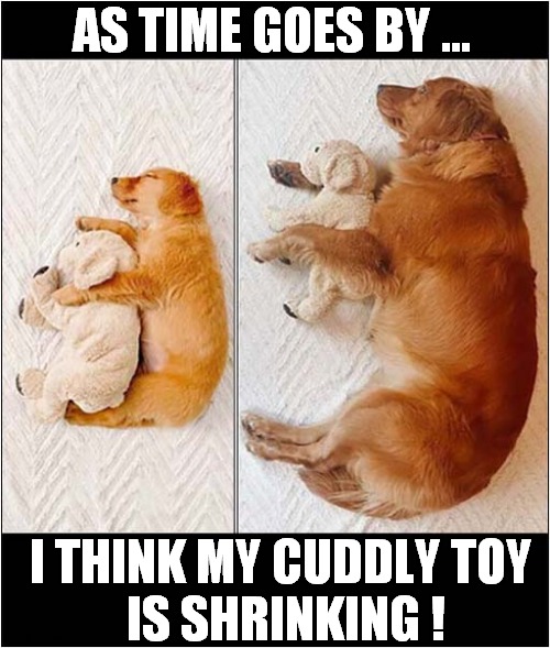 A Dogs Deep Thoughts ! | AS TIME GOES BY ... I THINK MY CUDDLY TOY
 IS SHRINKING ! | image tagged in dogs,deep thoughts,shrinking,cuddly toy | made w/ Imgflip meme maker