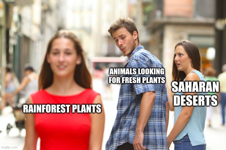 Just for school | ANIMALS LOOKING FOR FRESH PLANTS; SAHARAN DESERTS; RAINFOREST PLANTS | image tagged in memes,distracted boyfriend | made w/ Imgflip meme maker