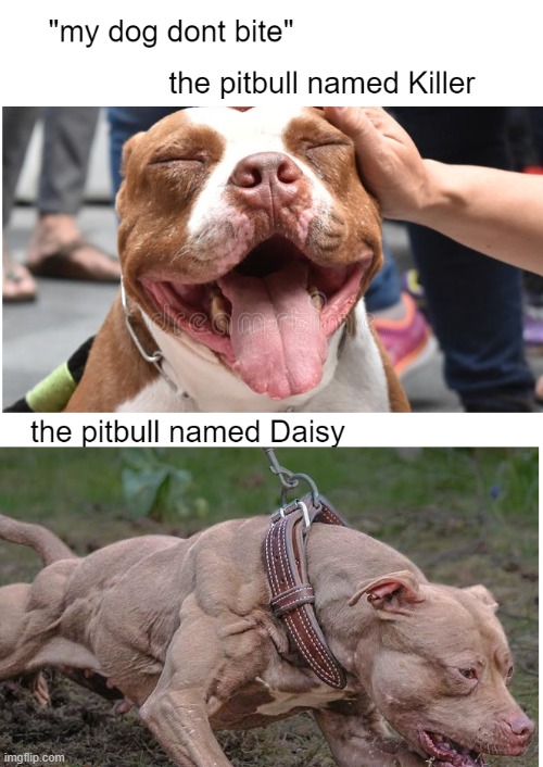 true | image tagged in dog,dogs,so true memes,pitbulls,pitbull | made w/ Imgflip meme maker
