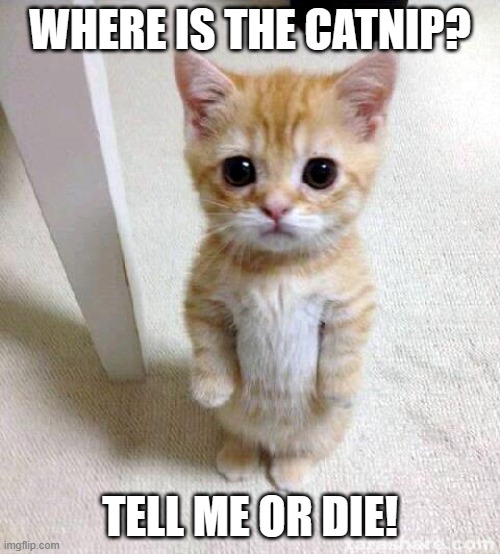 Cute Cat | WHERE IS THE CATNIP? TELL ME OR DIE! | image tagged in memes,cute cat | made w/ Imgflip meme maker