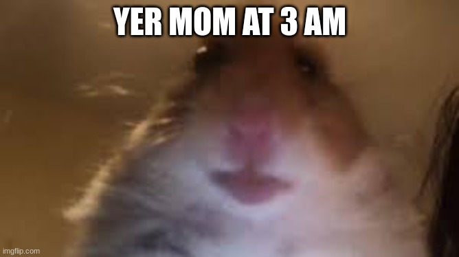 facetime hamster | YER MOM AT 3 AM | image tagged in facetime hamster | made w/ Imgflip meme maker